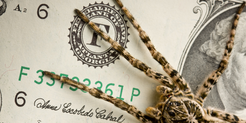 spider crawling across dollar bills