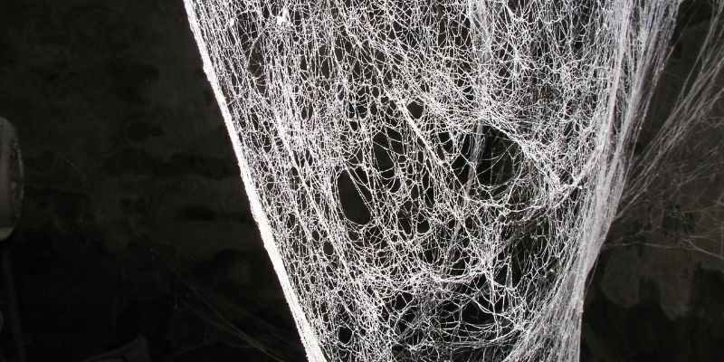 spider web