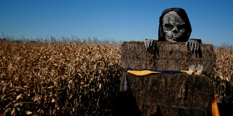 Skeletal scarecrow in a field of corn holding onto a hay bale