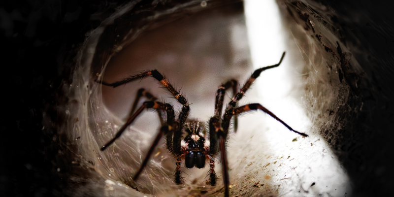Funnel weaving spider perched inside web with slight sunlight beaming through